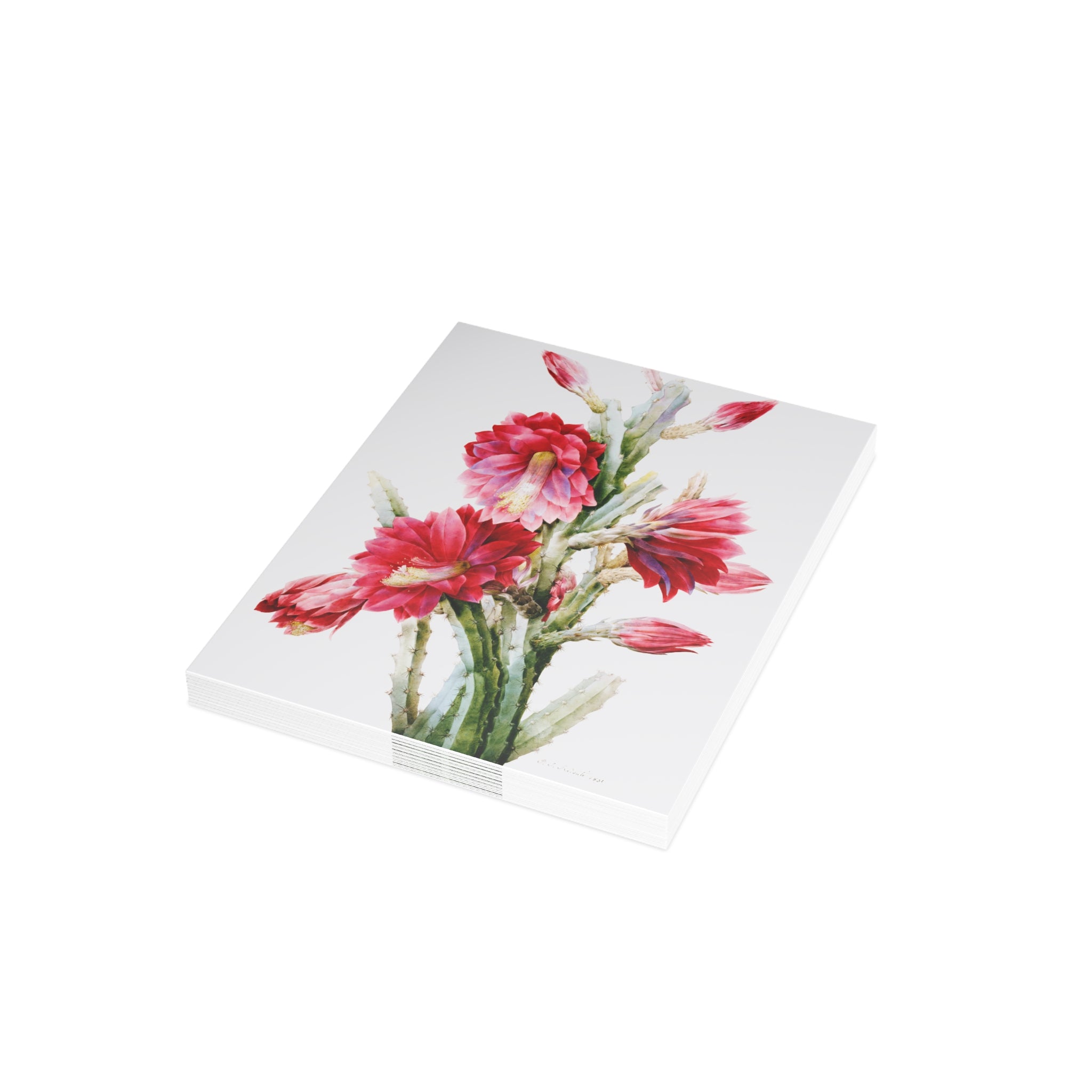 Postcard Bundles (envelopes included) - A Flowering Cactus: Heliocereus Speciosus