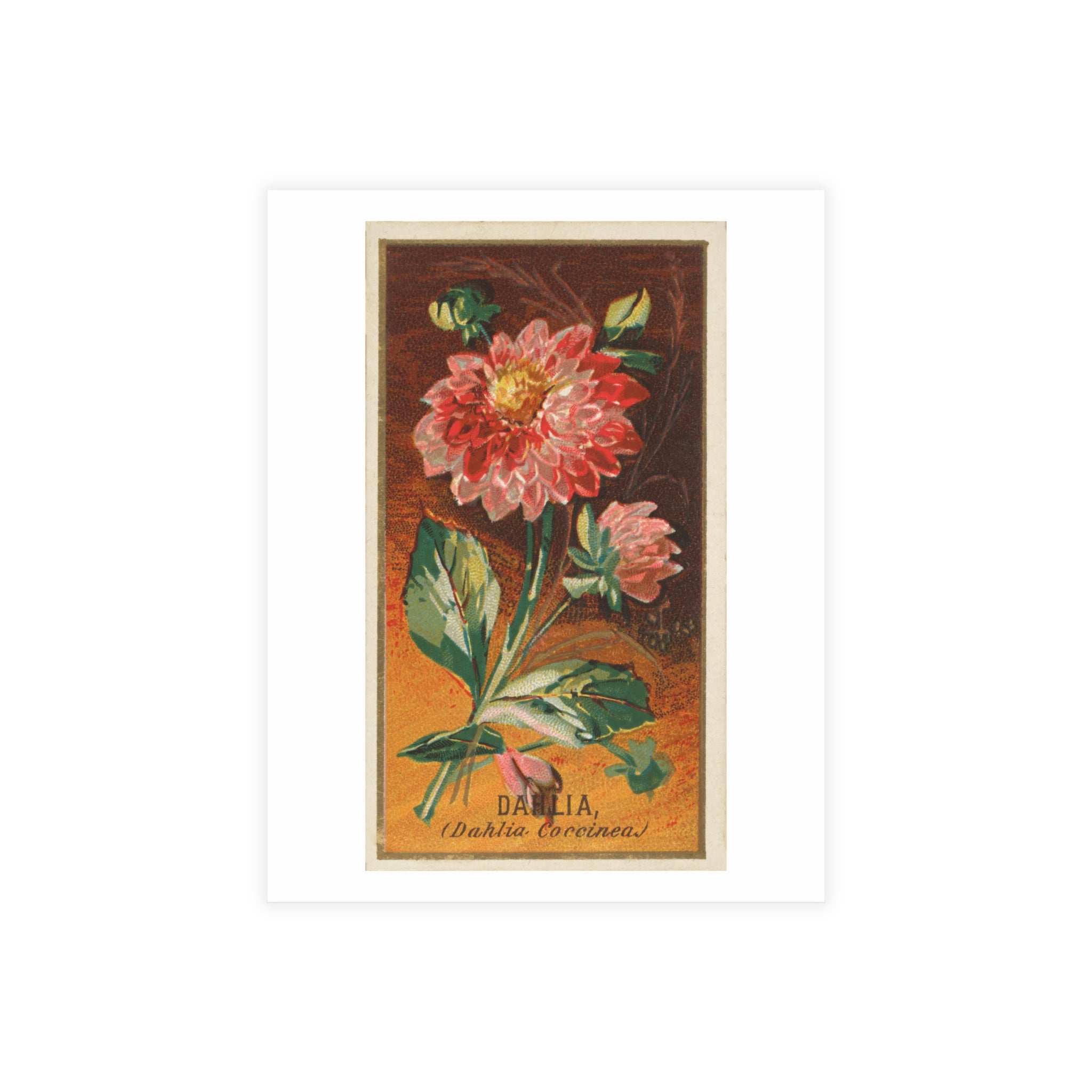 Postcard Bundles (envelopes included) - Dahlia Coccinea Flower Artwork (1890)