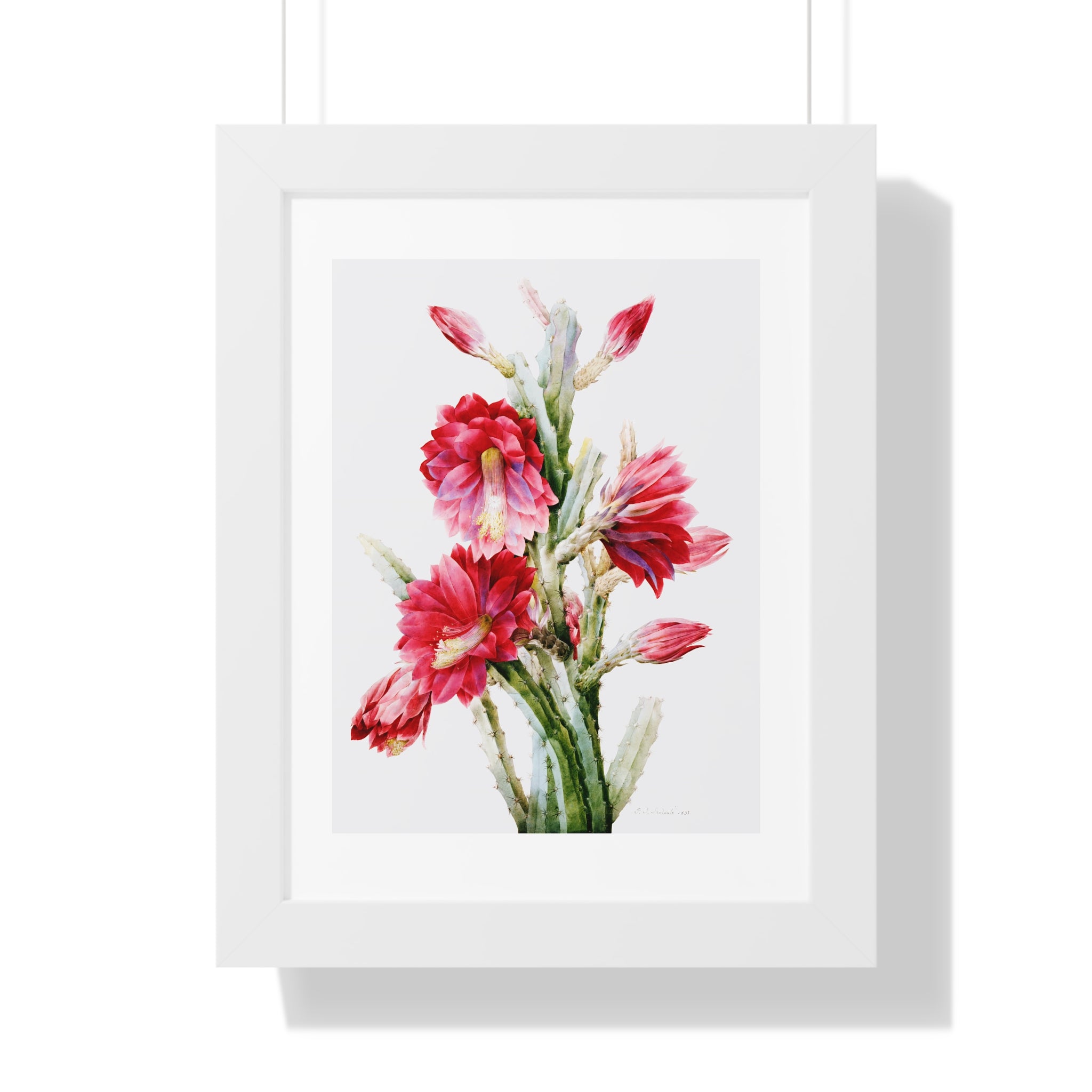 Framed Vertical Poster - A Flowering Cactus: Heliocereus Speciosus
