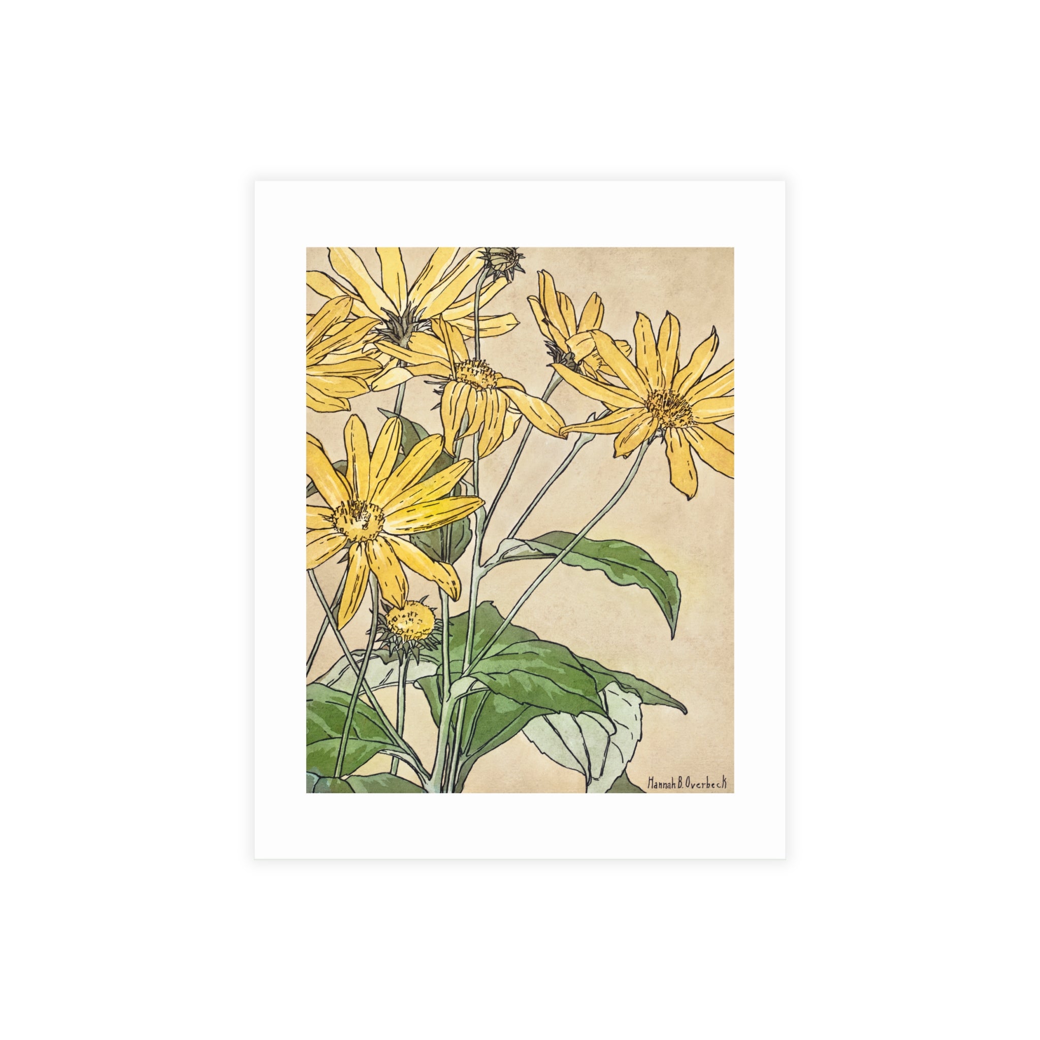 Postcard Bundles (envelopes included) - Sunflowers Print