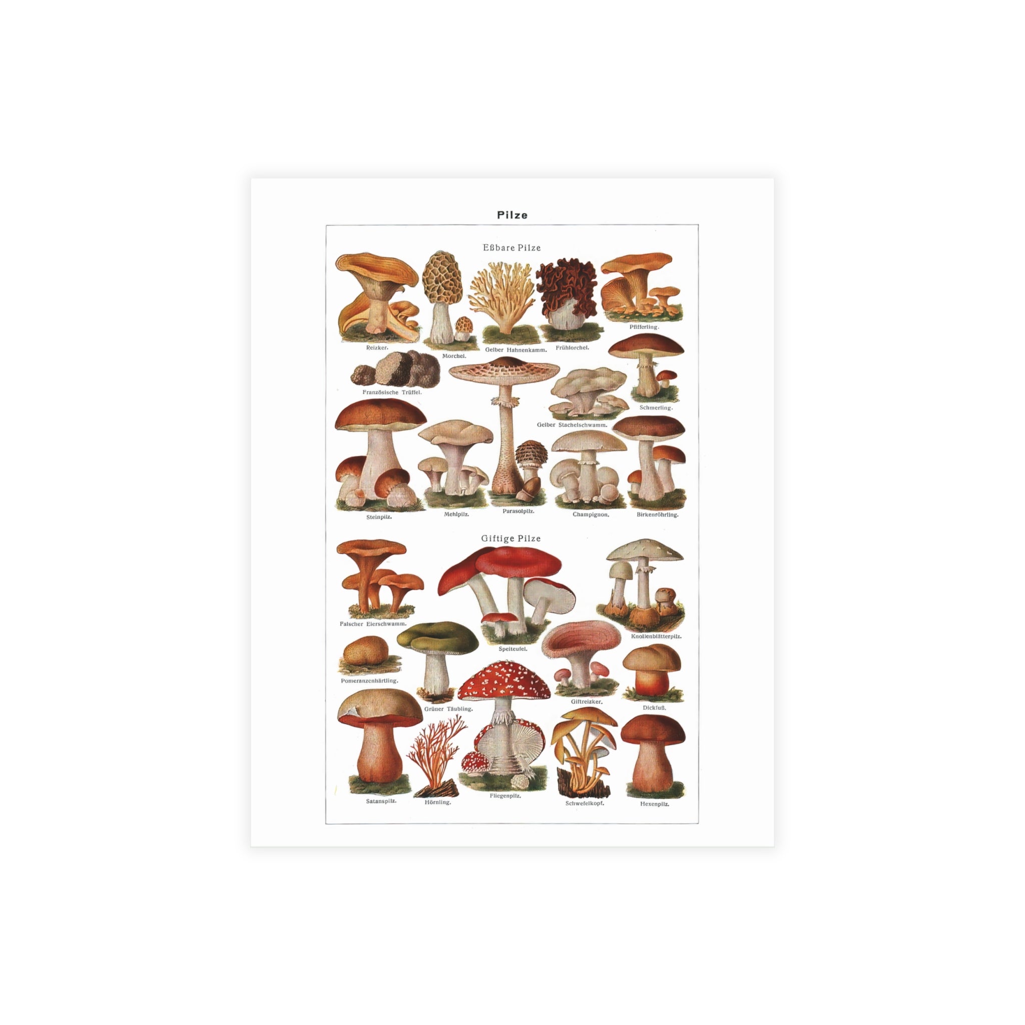 Postcard Bundles (envelopes included) - Diverse Mushroom (Fungi) Species Print