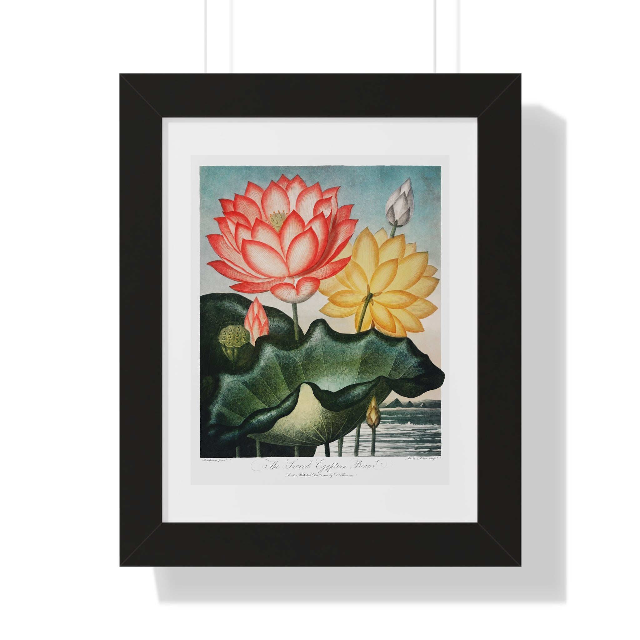 Framed Vertical Poster - The Sacred Egyptian Bean from The Temple of Flora