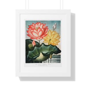 Framed Vertical Poster - The Sacred Egyptian Bean from The Temple of Flora