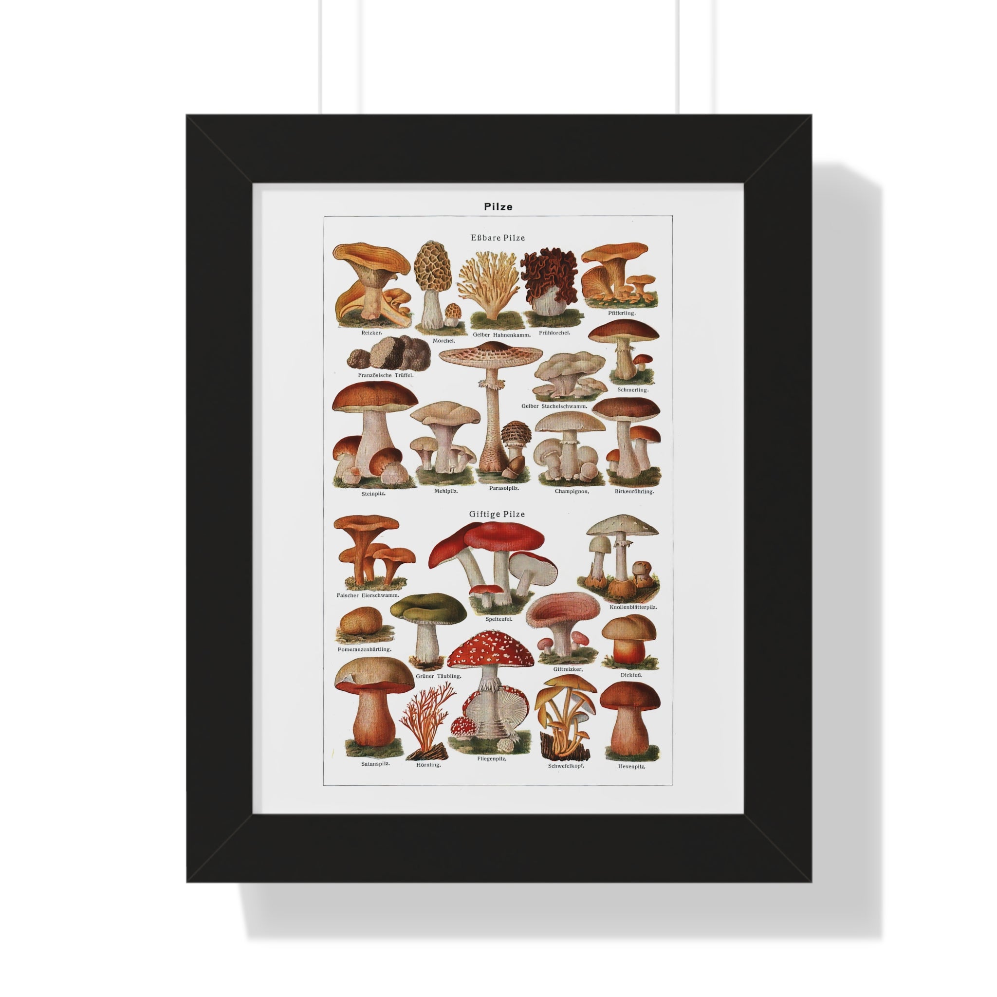 Framed Vertical Poster - Diverse Mushroom (Fungi) Species Print