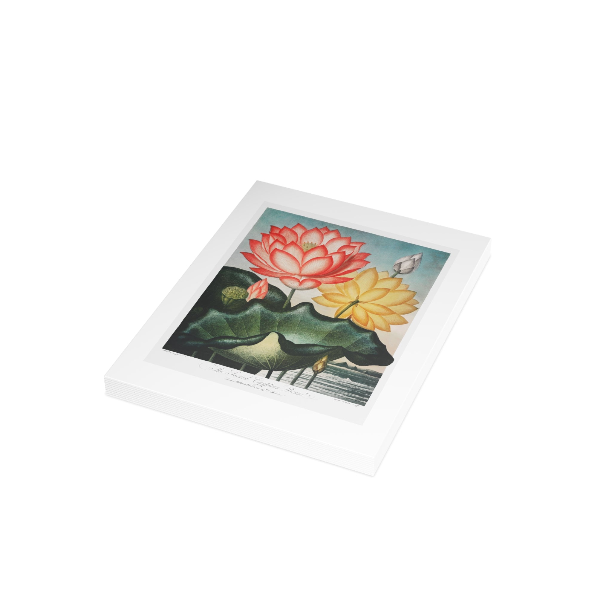 Postcard Bundles (envelopes included) - The Sacred Egyptian Bean from The Temple of Flora