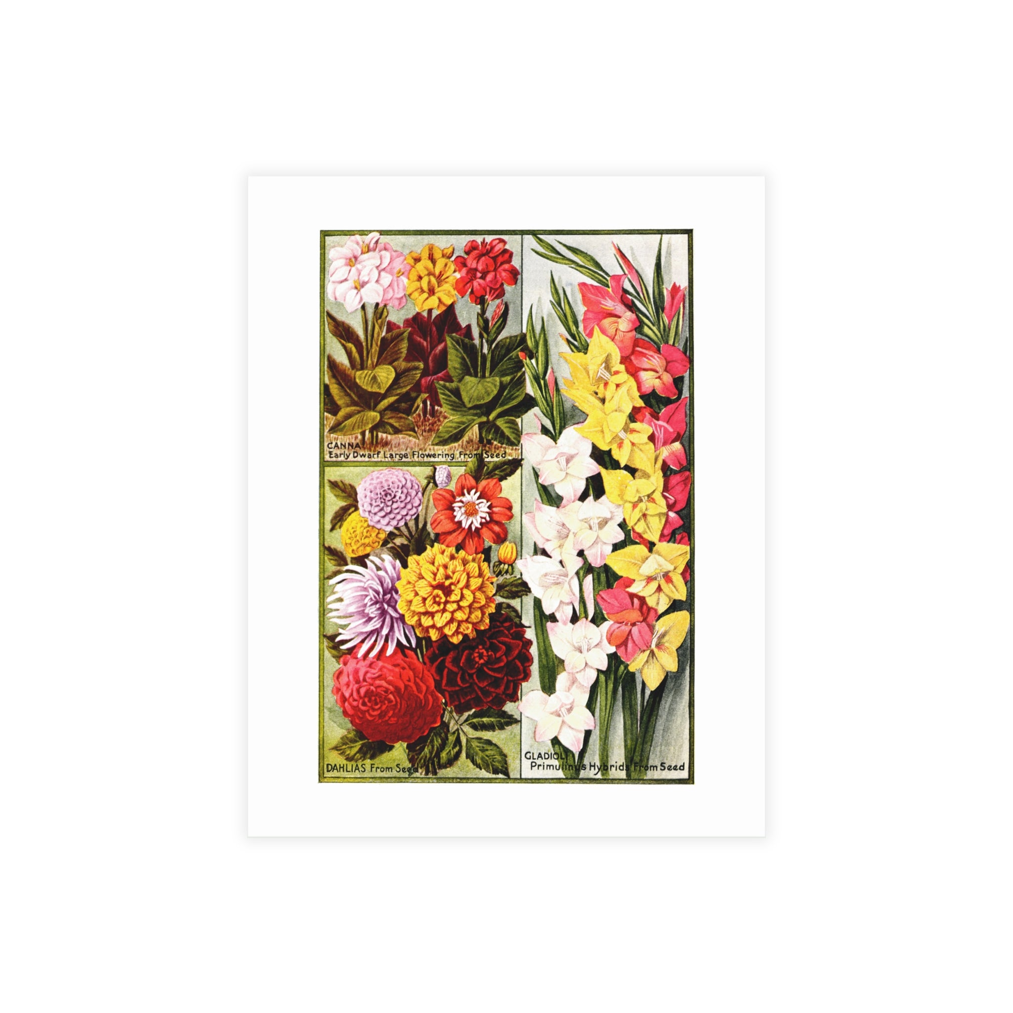 Postcard Bundles (envelopes included) - Childs' Seeds, Flower Catalog Plate