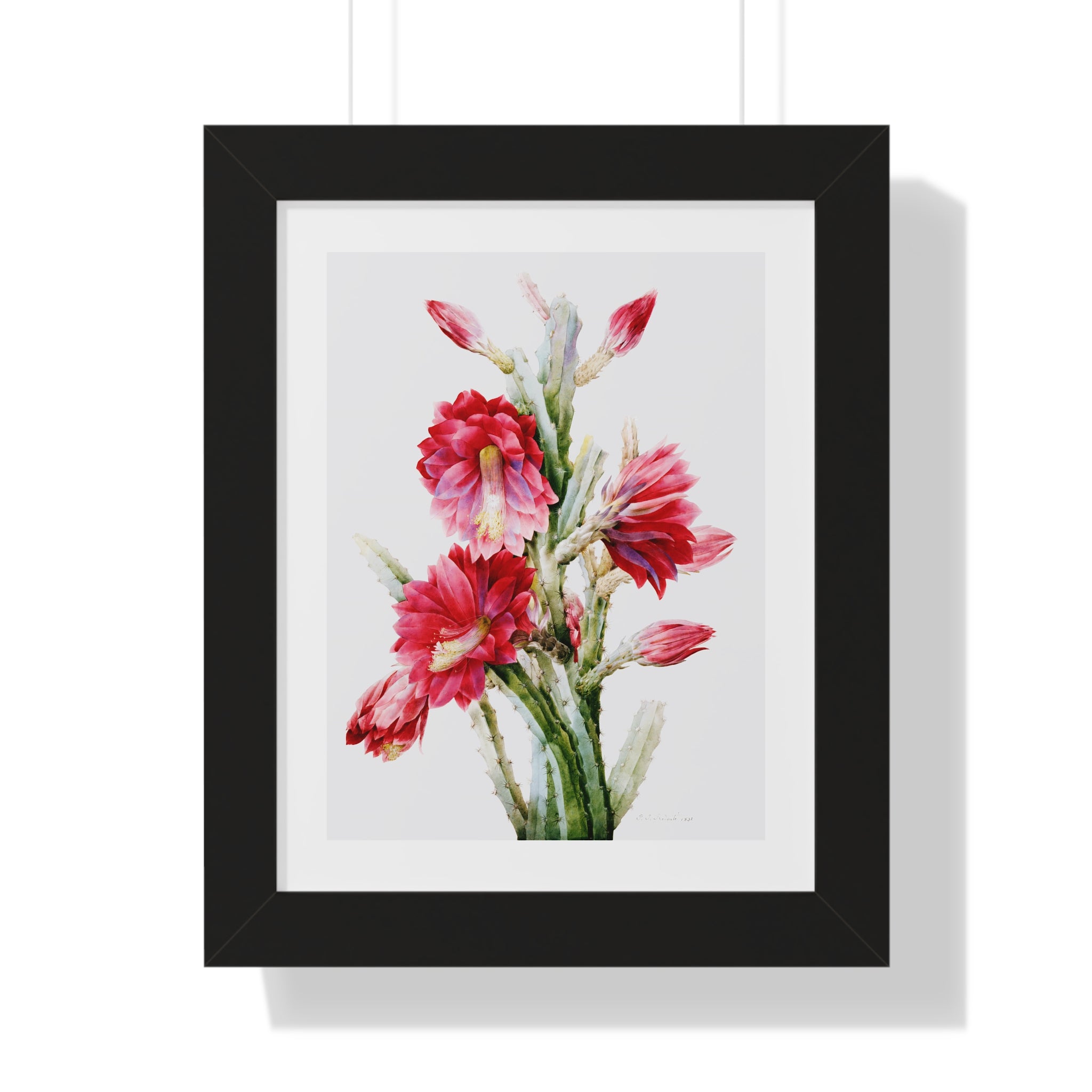 Framed Vertical Poster - A Flowering Cactus: Heliocereus Speciosus