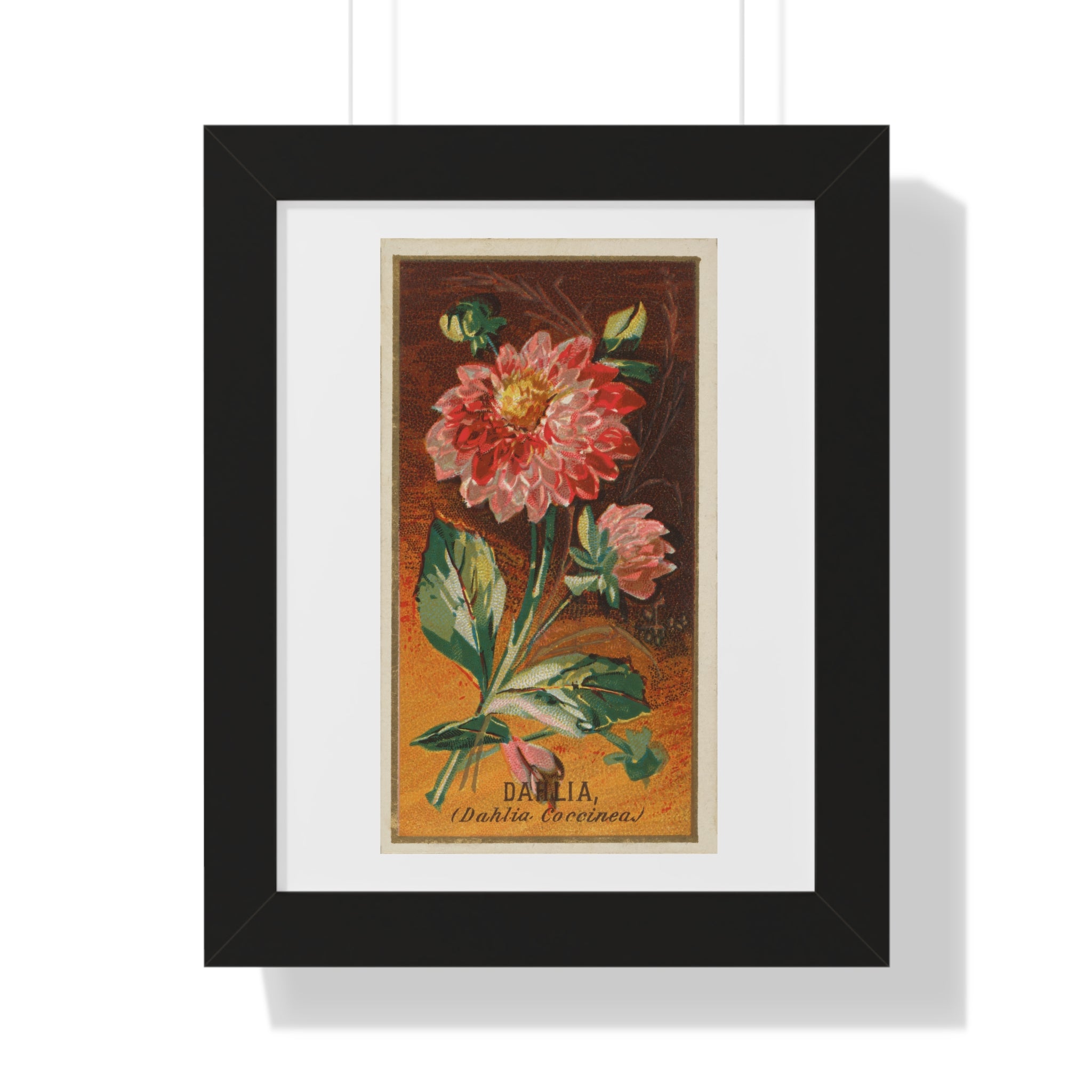 Framed Vertical Poster - Dahlia Coccinea Flower Artwork (1890)