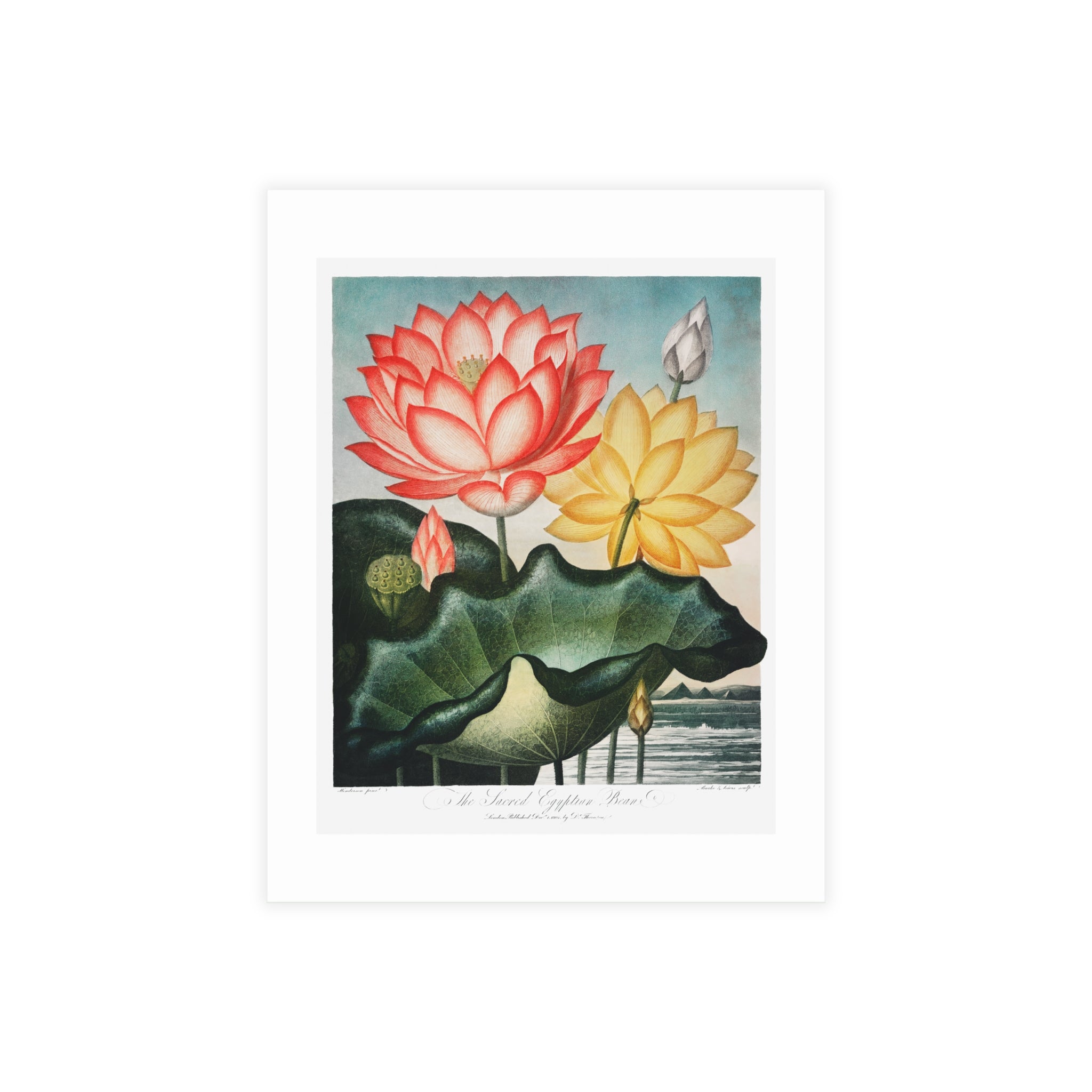 Postcard Bundles (envelopes included) - The Sacred Egyptian Bean from The Temple of Flora
