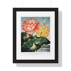 Framed Vertical Poster - The Sacred Egyptian Bean from The Temple of Flora