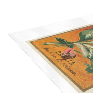 Postcard Bundles (envelopes included) - Dahlia Coccinea Flower Artwork (1890)