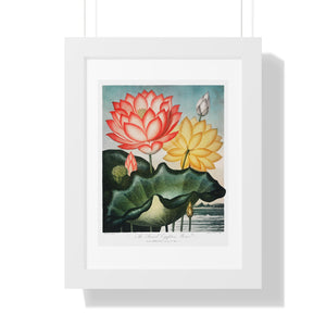 Framed Vertical Poster - The Sacred Egyptian Bean from The Temple of Flora