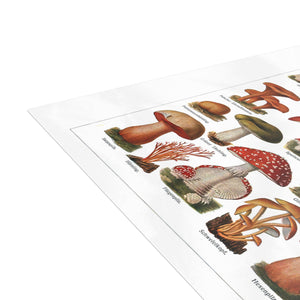 Postcard Bundles (envelopes included) - Diverse Mushroom (Fungi) Species Print