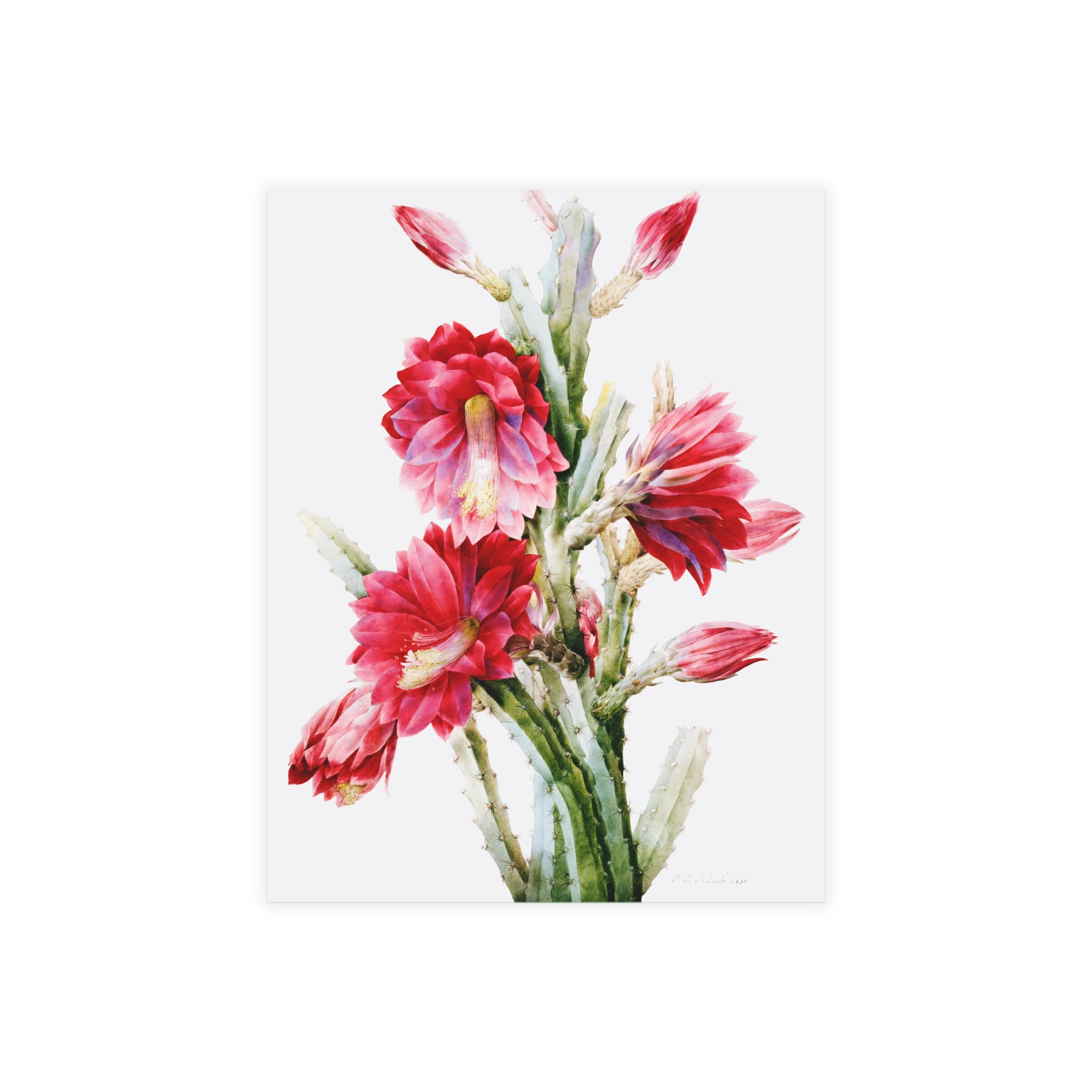 Postcard Bundles (envelopes included) - A Flowering Cactus: Heliocereus Speciosus