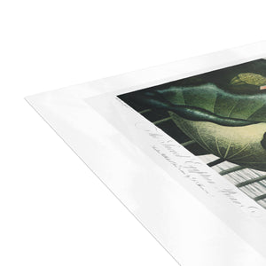 Postcard Bundles (envelopes included) - The Sacred Egyptian Bean from The Temple of Flora