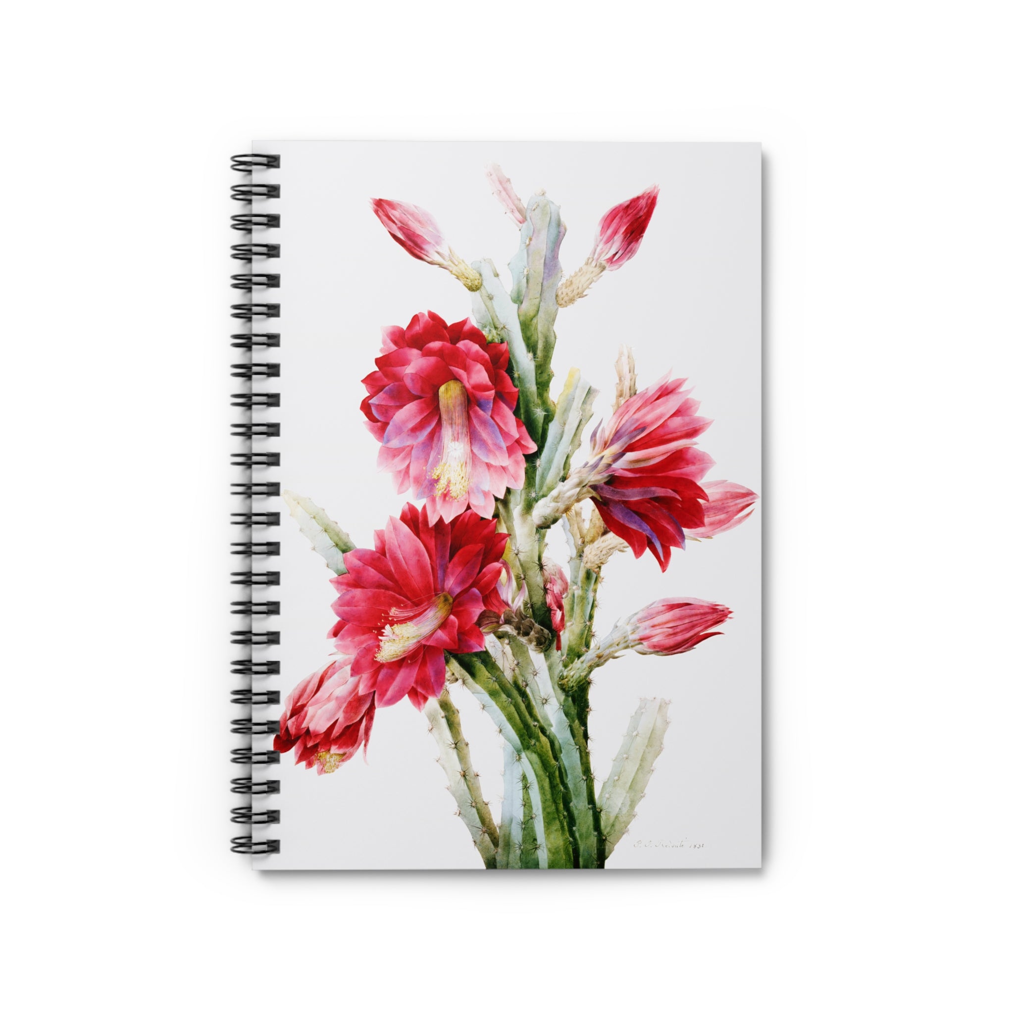 Spiral Notebook (Ruled Line) - A Flowering Cactus: Heliocereus Speciosus