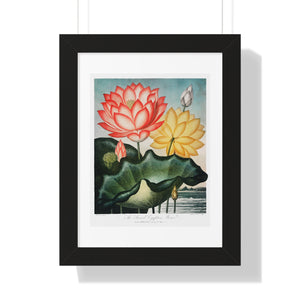 Framed Vertical Poster - The Sacred Egyptian Bean from The Temple of Flora