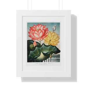 Framed Vertical Poster - The Sacred Egyptian Bean from The Temple of Flora